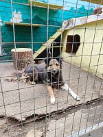 Помощь приюту для бездомных животных "Дом с хвостом"